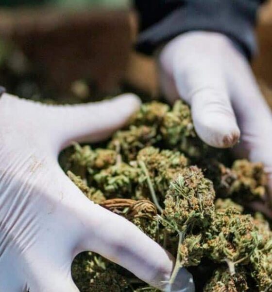 Regulamentação relativa à canábis medicinal na Albânia