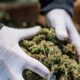 Regulamentação relativa à canábis medicinal na Albânia