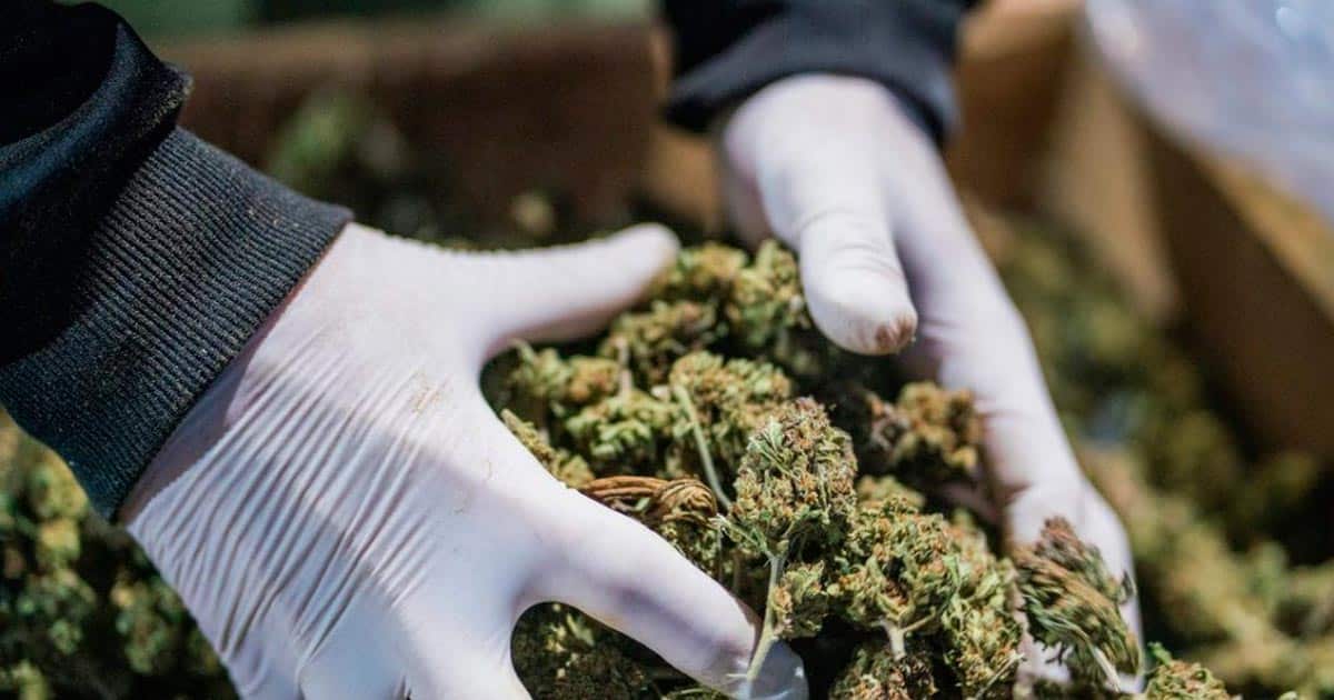 Regulamentação relativa à canábis medicinal na Albânia