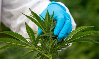 Alteração apresentada pelos ecologistas sobre a canábis medicinal