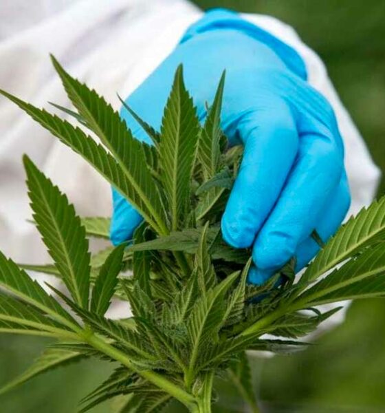 Alteração apresentada pelos ecologistas sobre a canábis medicinal