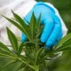 Alteração apresentada pelos ecologistas sobre a canábis medicinal