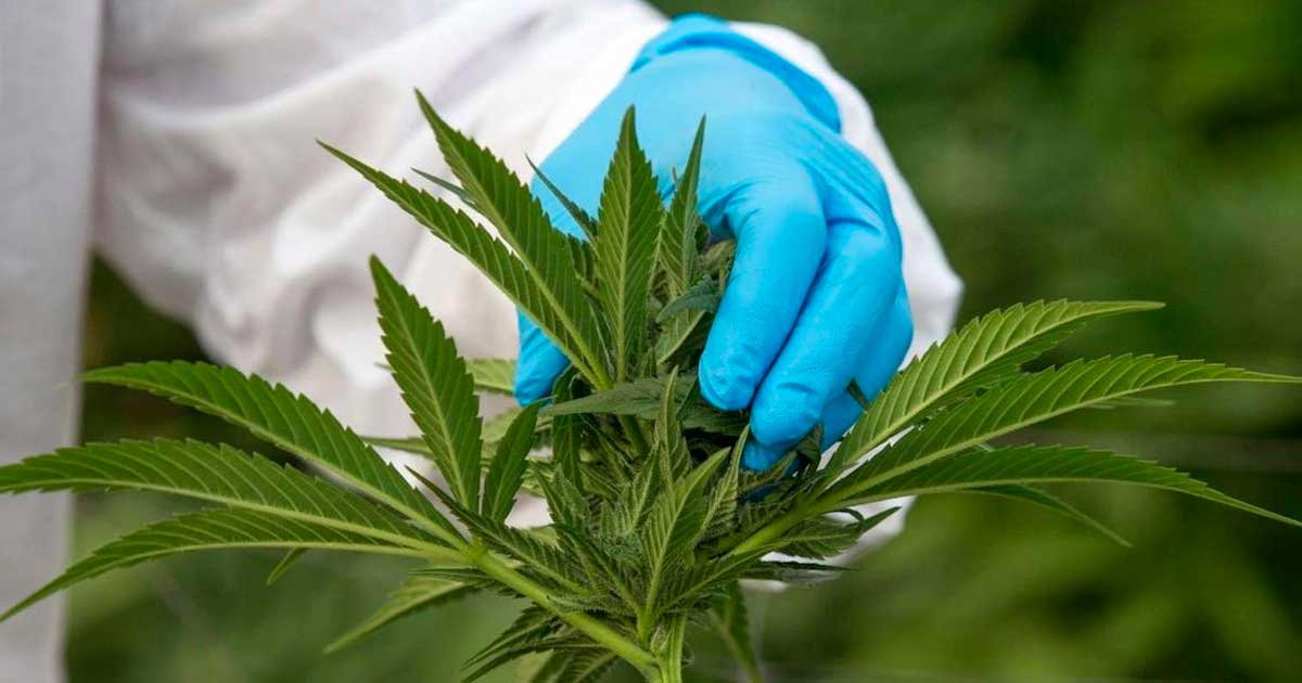 Alteração apresentada pelos ecologistas sobre a canábis medicinal