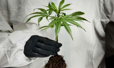 Ataque cardíaco e AVC associados ao consumo de cannabis