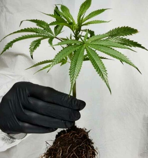 Ataque cardíaco e AVC associados ao consumo de cannabis