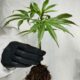 Ataque cardíaco e AVC associados ao consumo de cannabis