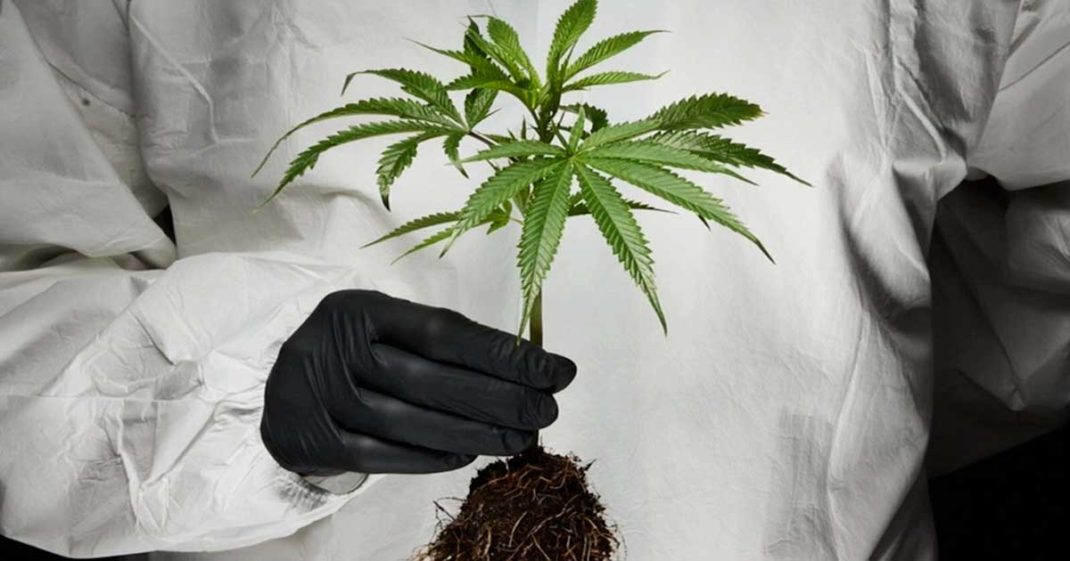 Ataque cardíaco e AVC associados ao consumo de cannabis