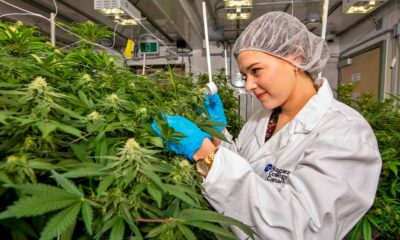 5.ª maior produção comercial de canábis no Canadá