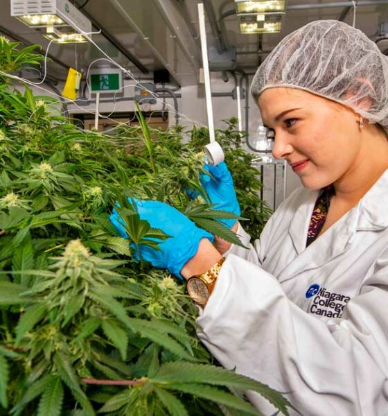 5.ª maior produção comercial de canábis no Canadá