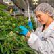5.ª maior produção comercial de canábis no Canadá
