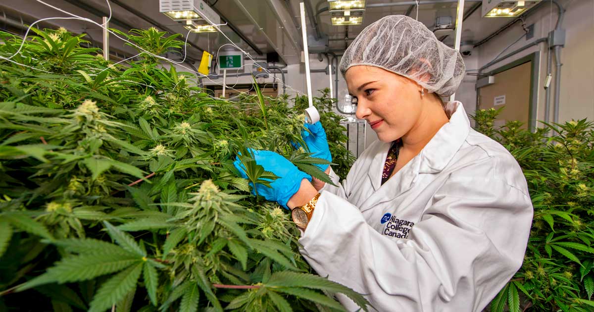 5.ª maior produção comercial de canábis no Canadá