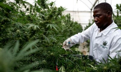 Canábis medicinal no Uganda