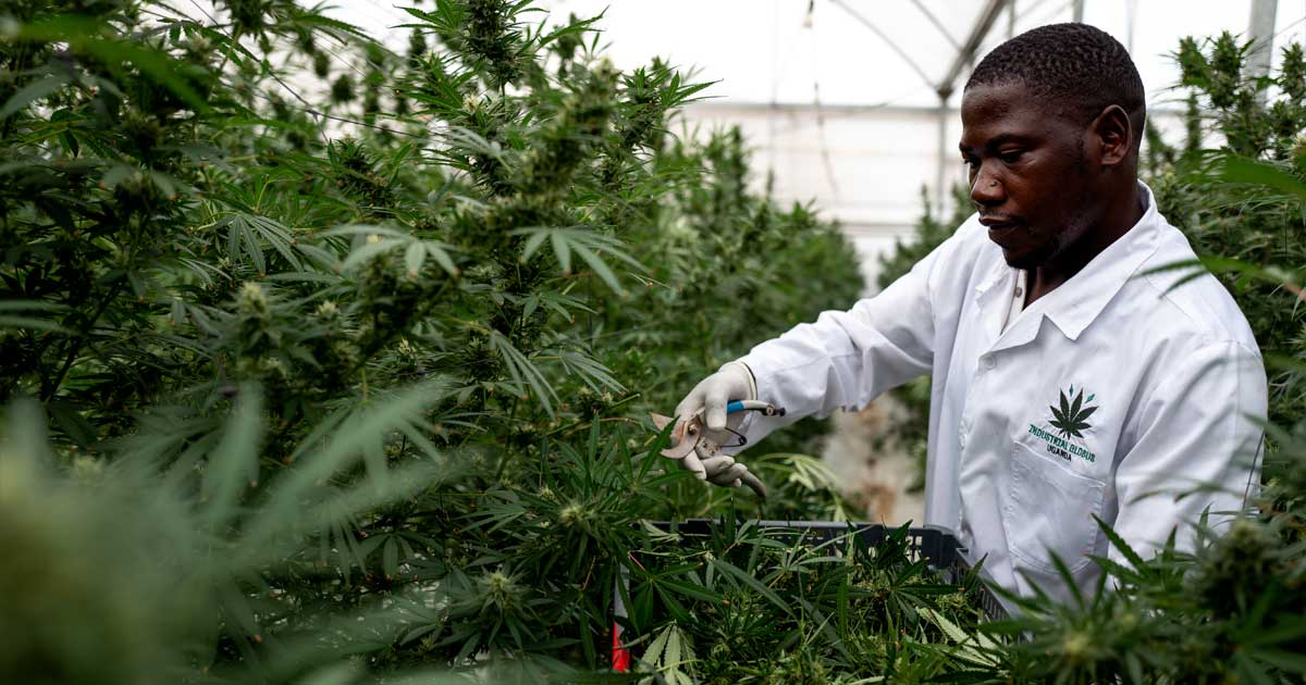 Canábis medicinal no Uganda