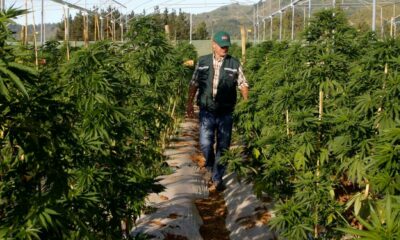 Lei sobre a canábis medicinal em Chubut (Argentina)