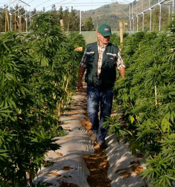 Lei sobre a canábis medicinal em Chubut (Argentina)