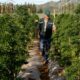 Lei sobre a canábis medicinal em Chubut (Argentina)