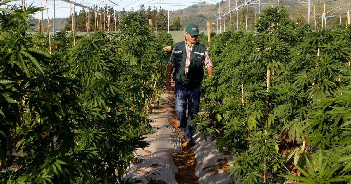 Lei sobre a canábis medicinal em Chubut (Argentina)