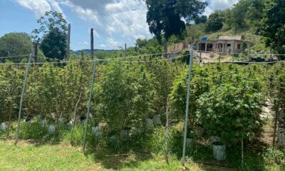 Produtores de canábis na Jamaica