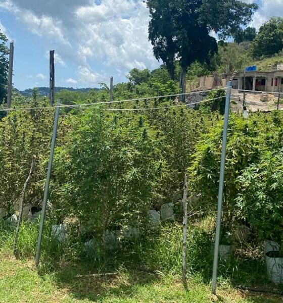 Produtores de canábis na Jamaica