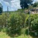 Produtores de canábis na Jamaica