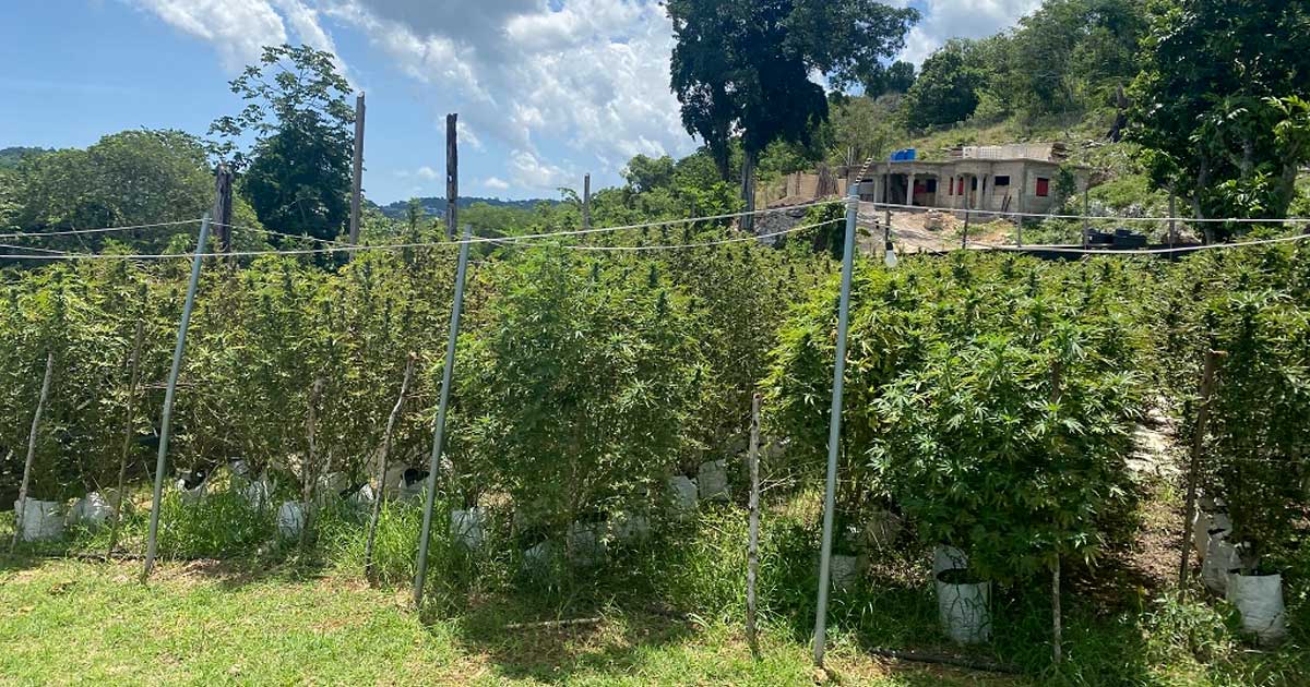 Produtores de canábis na Jamaica