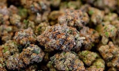 Proposta de lei sobre o CBD em França