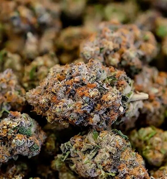 Proposta de lei sobre o CBD em França