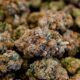 Proposta de lei sobre o CBD em França