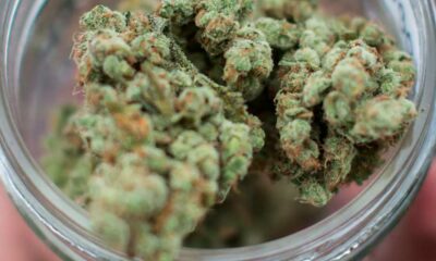 Overdose de canábis no relatório de 2026 da DEA