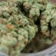 Overdose de canábis no relatório de 2026 da DEA