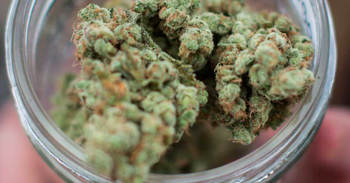 Overdose de canábis no relatório de 2026 da DEA