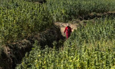 Colheita de canábis em Marrocos em 2026