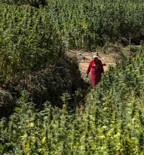 Colheita de canábis em Marrocos em 2026
