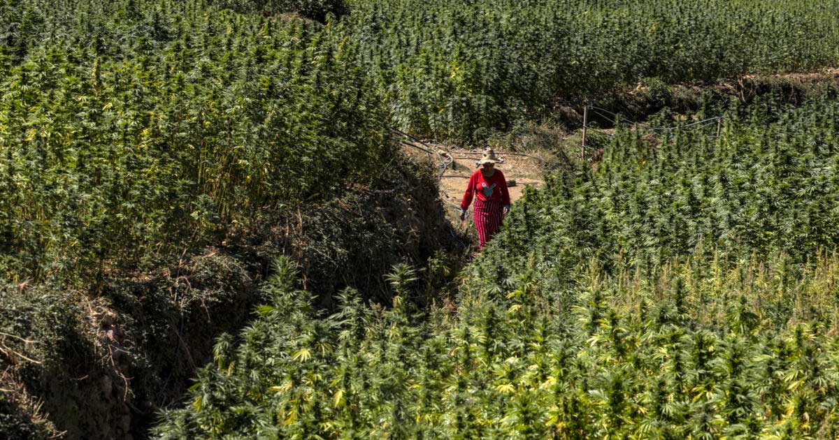 Colheita de canábis em Marrocos em 2026
