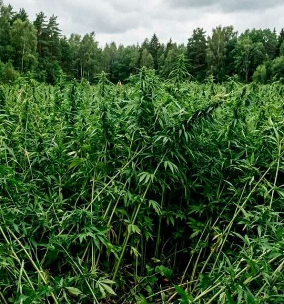 Novas regulamentações relativas ao cânhamo na Europa